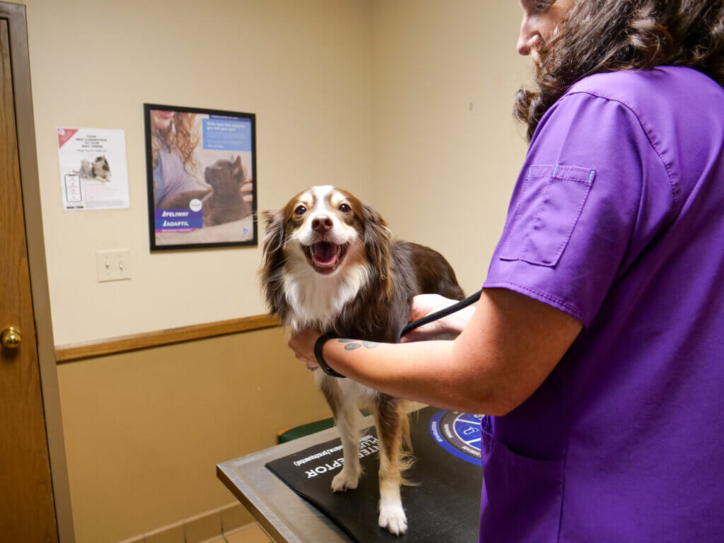 Pharmacy Lab - The Pet Wellness Center
