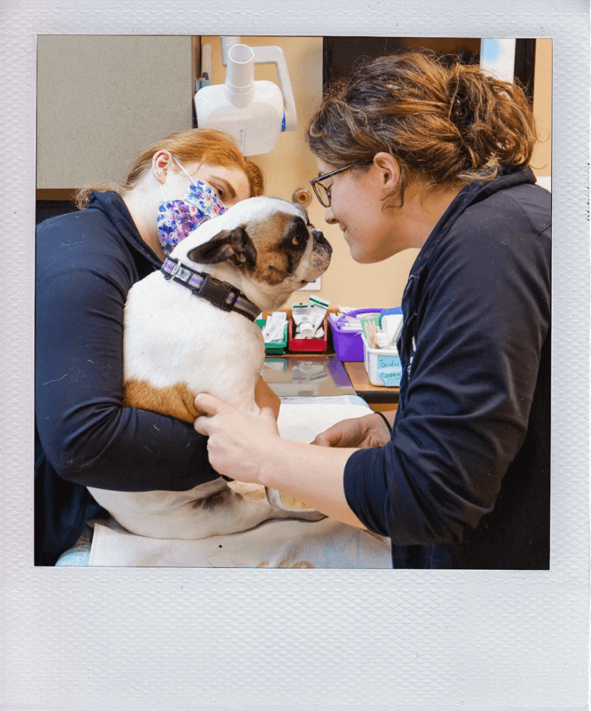 Surgery Care Lakefield Pet Wellness Center AZ