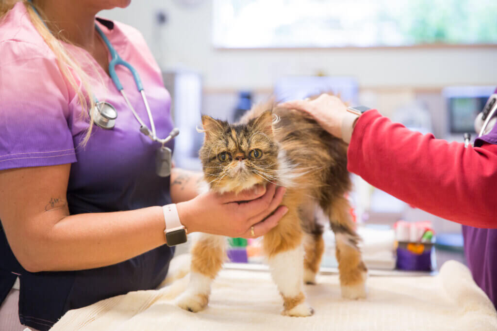Pet Surgeons - The Pet Wellness Center