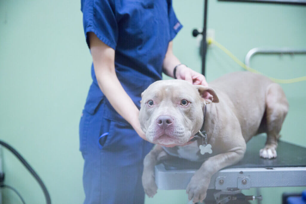 Pet Therapy - The Pet Wellness Center