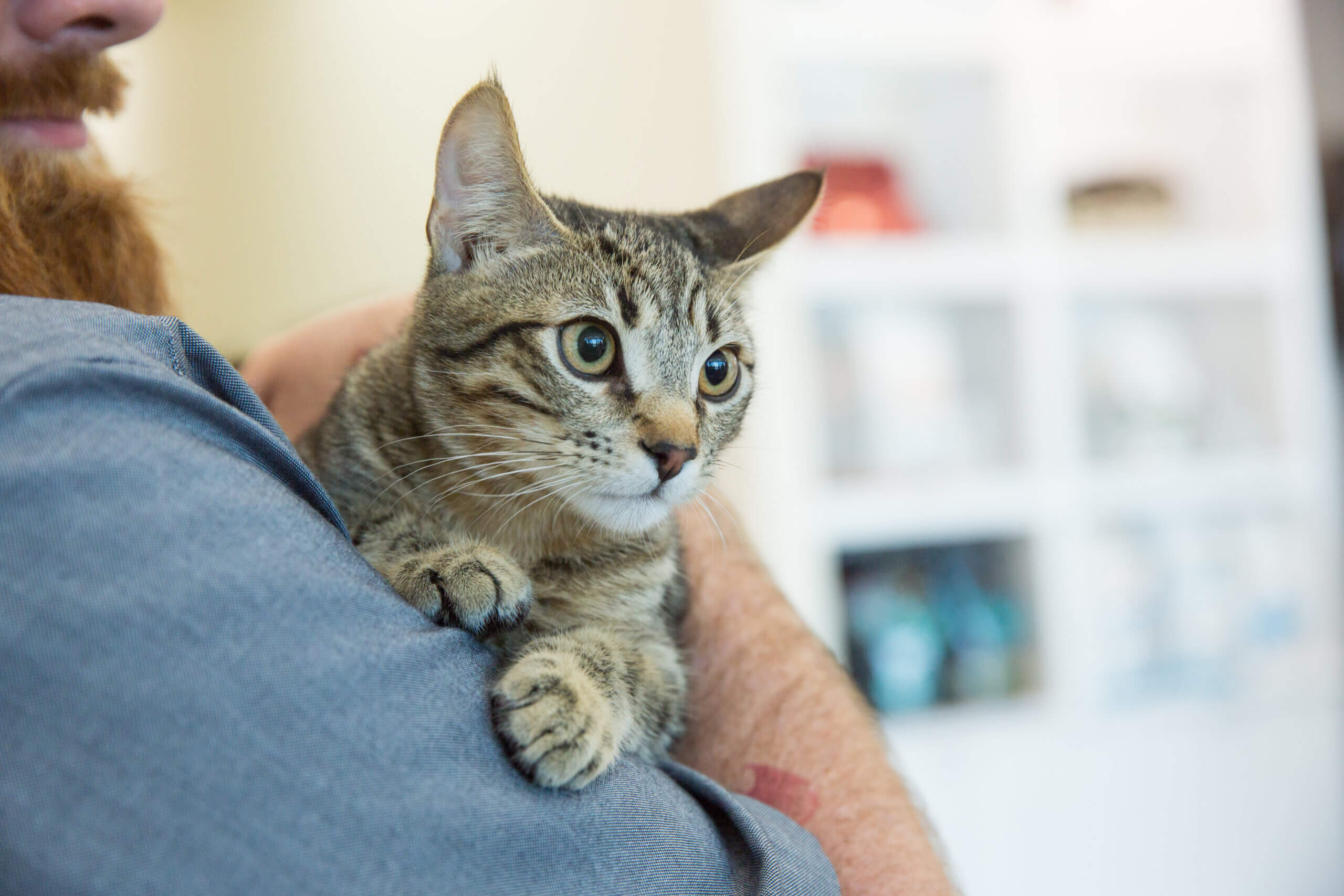 Schedule An Appointment Lakefield Pet Wellness Center AZ