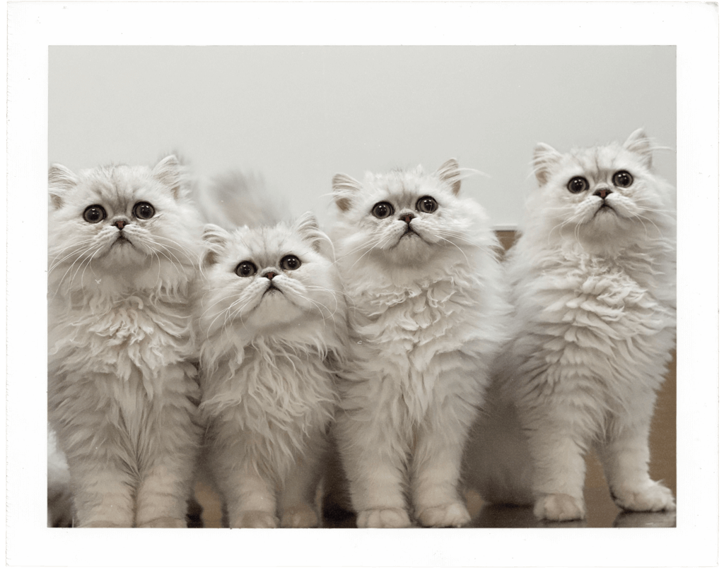 The Pet Wellness Center